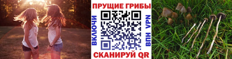 Псилоцибиновые грибы GOLDEN TEACHER  закладка  Мышкин 